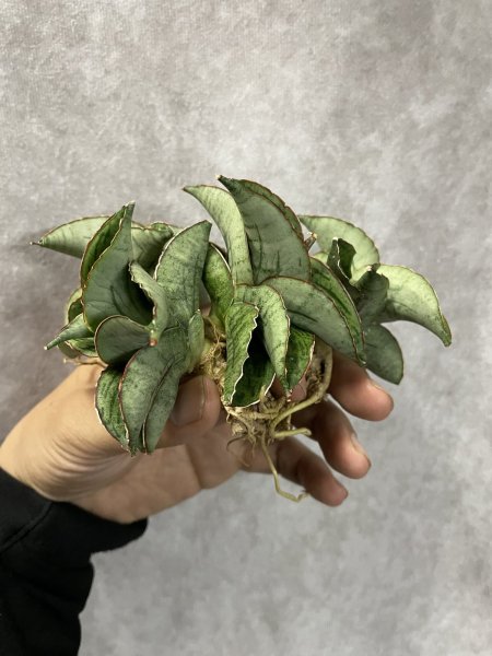 画像3: ホビット(D.Hobbit) (3)