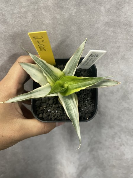 画像2: スノーホワイト3(D.Snow White)  (2)