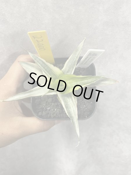 画像5: スノーホワイト3(D.Snow White)  (5)