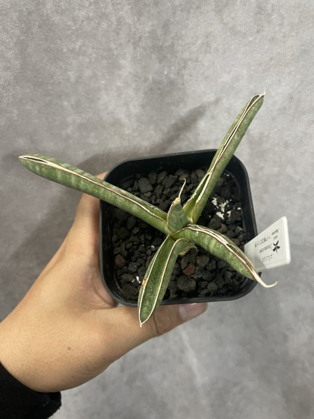 画像7: エイレンシス No.8(D.eilensis) (7)