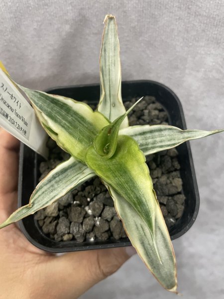 画像3: 傷あり特価スノーホワイト5(D.Snow White) (3)