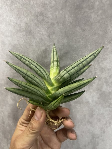 画像4: ゼブラテール(D.Zebra Tail) (4)