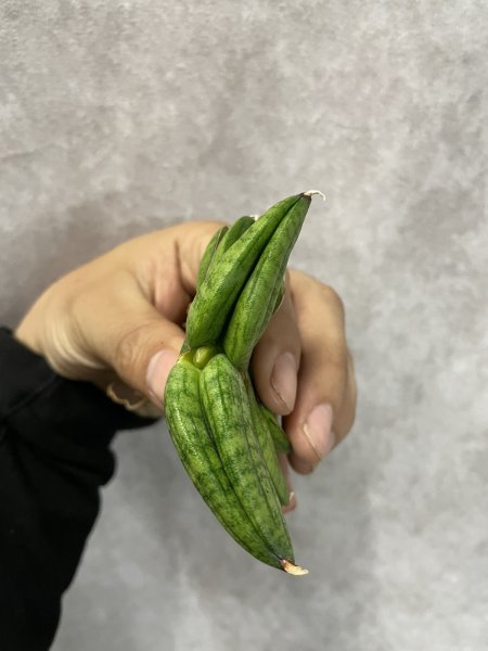 画像4: スターアップル(旧パテンスhyb)(D.Star Apple) (4)