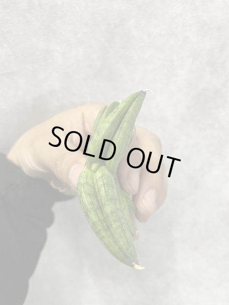 画像4: スターアップル（旧パテンスhyb）(D.Star Apple) (4)