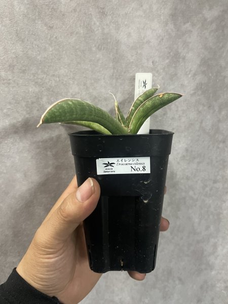 画像5: エイレンシス No.8(D.eilensis) (5)