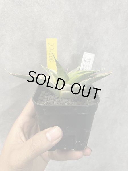 画像4: スノーホワイト3(D.Snow White)  (4)