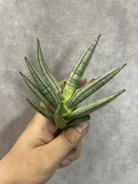 画像2: ゼブラテール(D.Zebra Tail) (2)