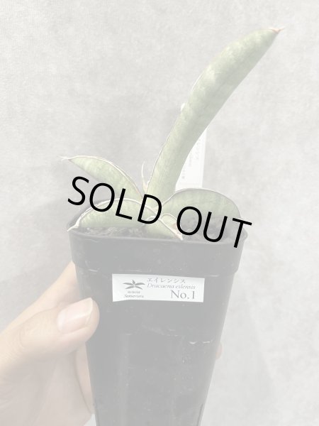 画像1: エイレンシス No.1(D.eilensis) (1)