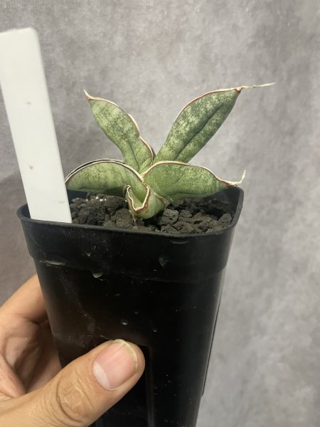 画像2: 休眠エイレンシス No.15(D.eilensis) (2)