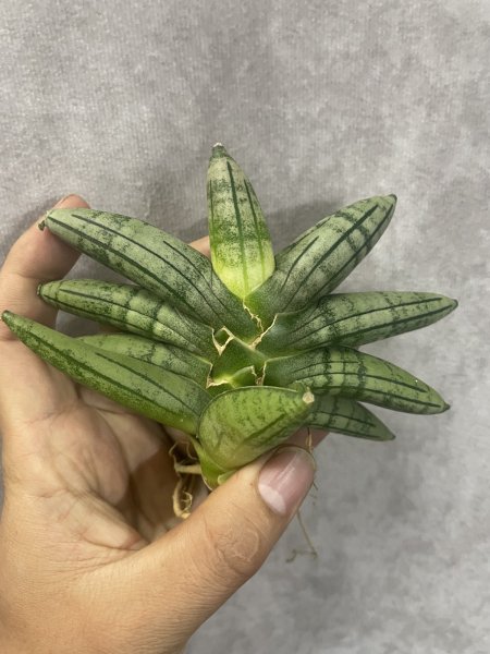 画像3: メロン(D.Melon) (3)