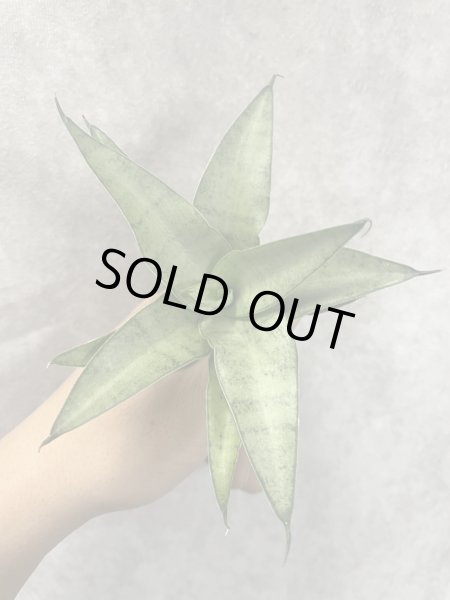 画像1: クマラ(D.Kumara) (1)