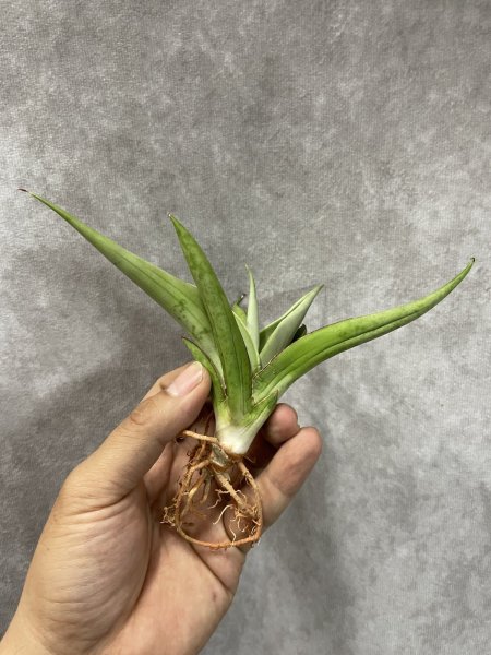 画像3: ミラノ(D.Milano) (3)