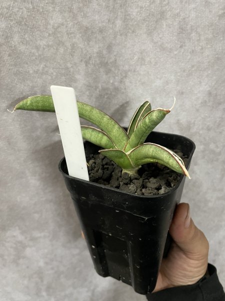 画像3: エイレンシス No.2(D.eilensis) (3)