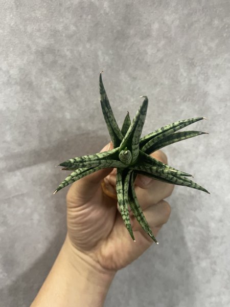 画像3: ウィンターラブ(D.Winter Love) (3)