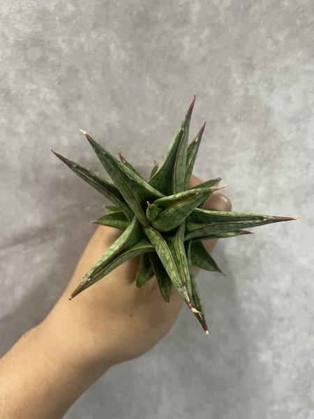 画像3: ロックマン(D.Rock Man) (3)