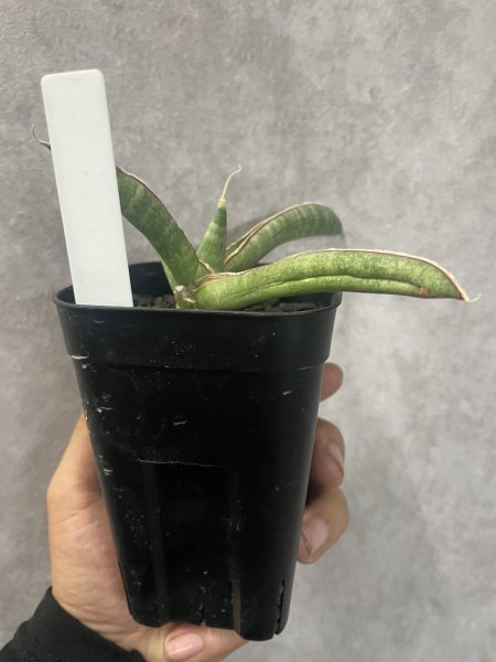 画像6: エイレンシス No.8(D.eilensis) (6)