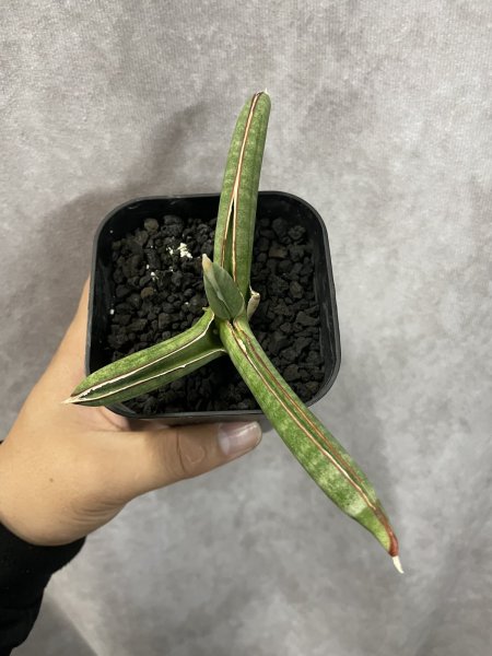 画像3: エイレンシス No.12(D.eilensis) (3)