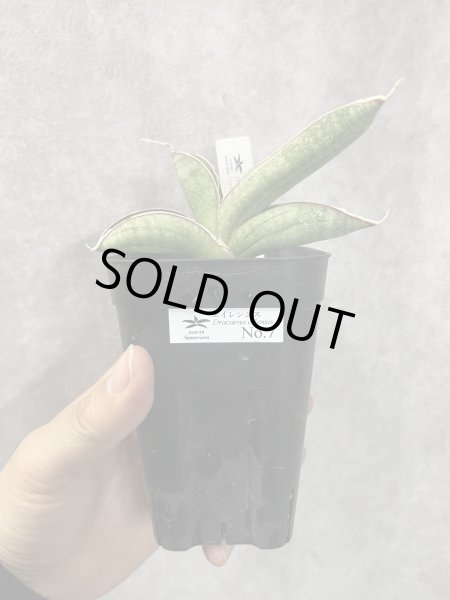 画像1: エイレンシス No.7(D.eilensis) (1)