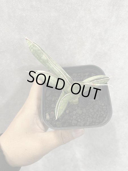 画像3: エイレンシス No.7(D.eilensis) (3)