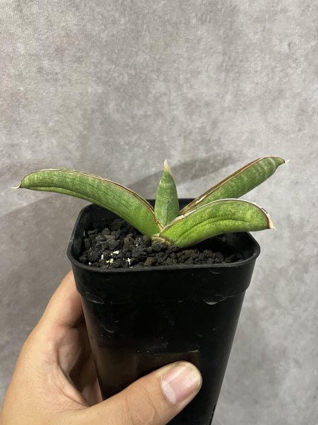 画像2: エイレンシス No.12(D.eilensis) (2)