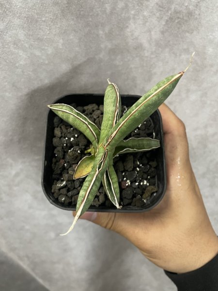 画像3: エイレンシス No.17(D.eilensis) (3)