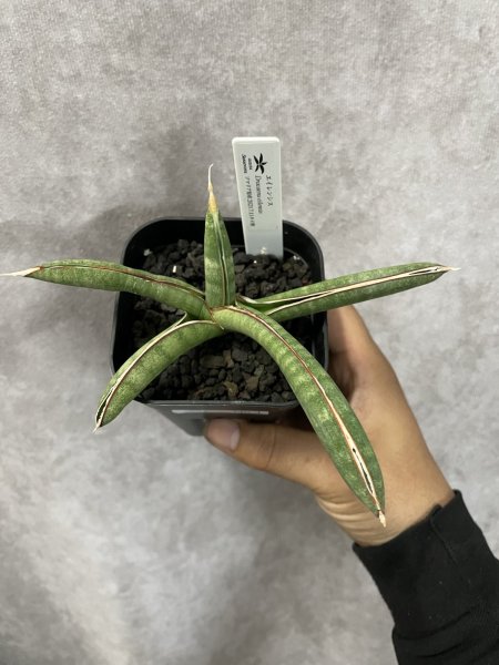 画像2: エイレンシス No.4(D.eilensis) (2)