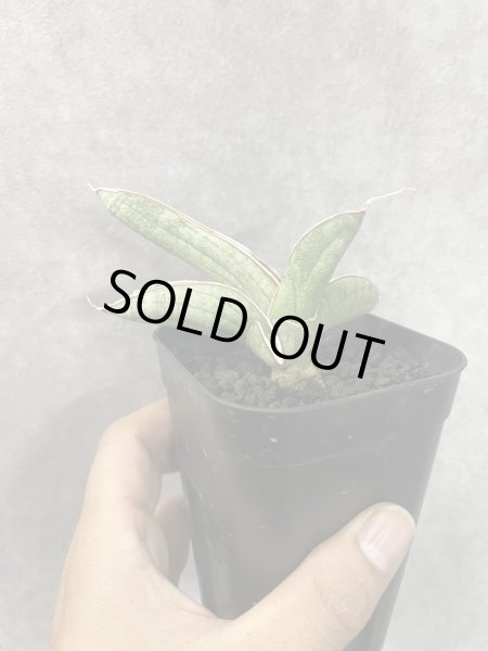 画像2: エイレンシス No.7(D.eilensis) (2)