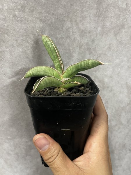 画像2: エイレンシス No.17(D.eilensis) (2)