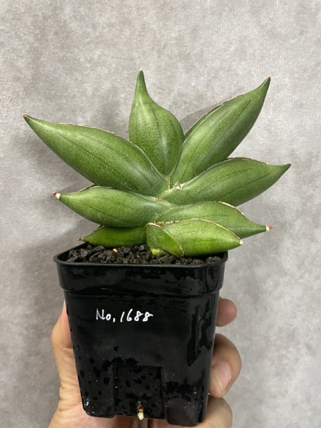 画像1: 【更新特価】サムライドワーフ × ボンセル (D.Samurai Dwarf × Boncel) (1)