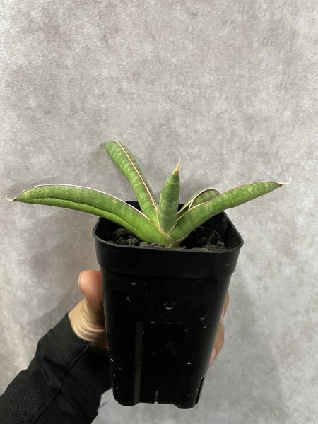 画像3: エイレンシス No.4(D.eilensis) (3)