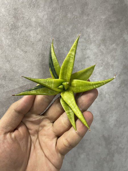 画像3: ブロロン斑入り(D.Blorong'variegata ) (3)