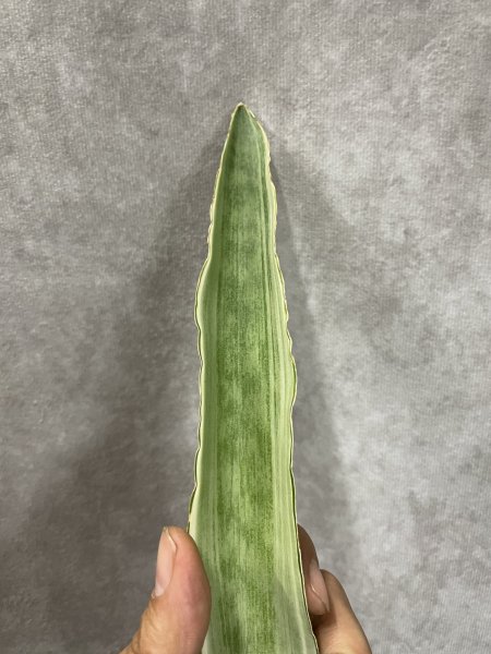 画像3: サイアムシルバー グイネンシスマノリン(D.Siam Silver) (3)