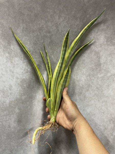 画像2: ジャワニカ 斑入り(D.Javanica variegata) (2)