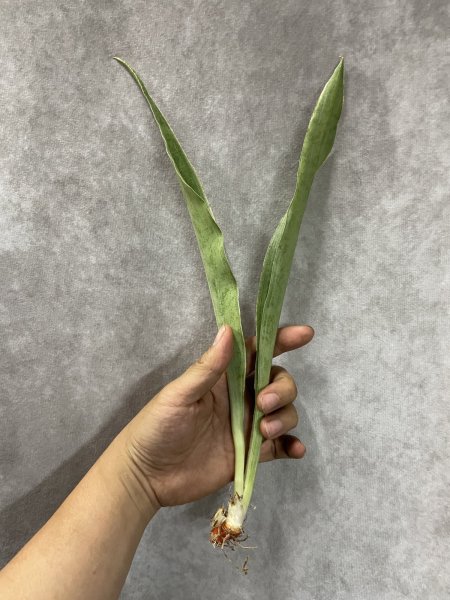 画像4: サイアムシルバー グイネンシスマノリン(D.Siam Silver) (4)