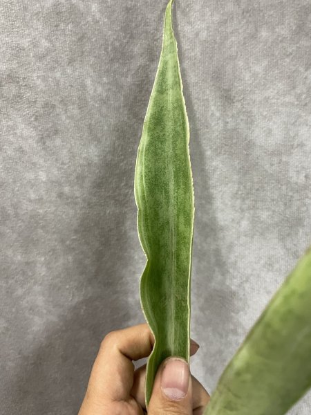 画像2: サイアムシルバー グイネンシスマノリン(D.Siam Silver) (2)