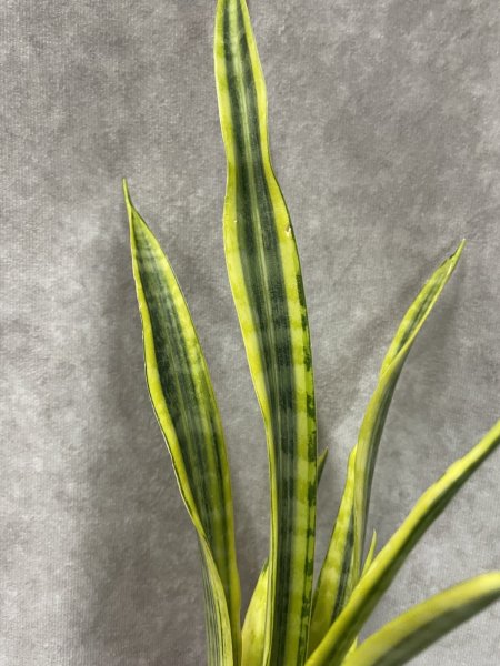 画像3: ジャワニカ 斑入り(D.Javanica variegata) (3)