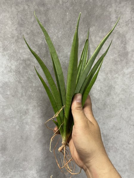 画像2: フフ(D.Fufu) (2)