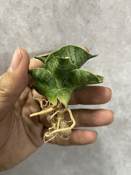 画像2: ライオンハート(D.Lion Heart) (2)