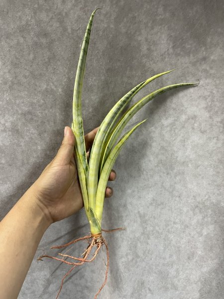 画像2: マダムチャーム(D.Madame Charm) (2)