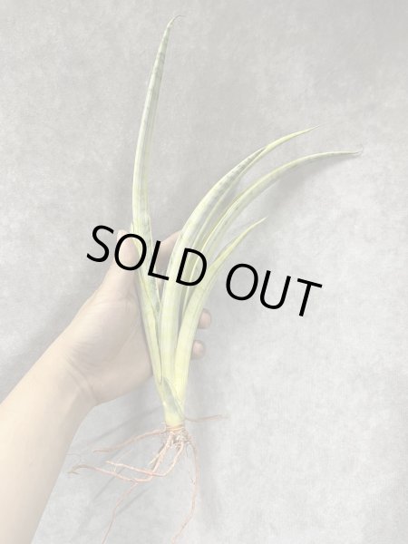 画像2: マダムチャーム(D.Madame Charm) (2)