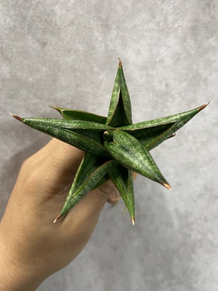 画像2: レニータ(D.Renita) (2)