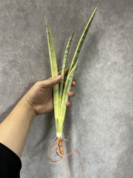 画像2: マダムチャーム(D.Madame Charm) (2)