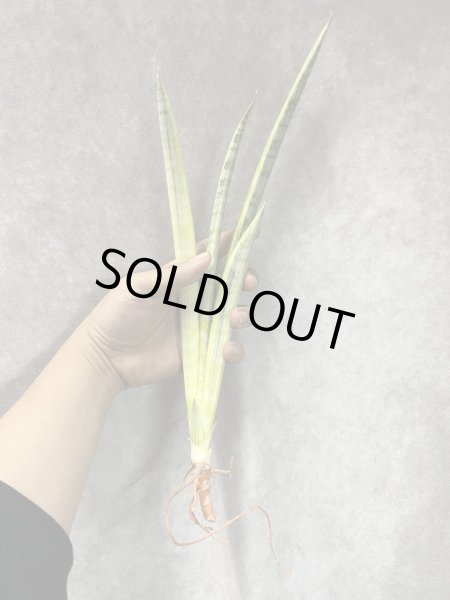 画像2: マダムチャーム(D.Madame Charm) (2)