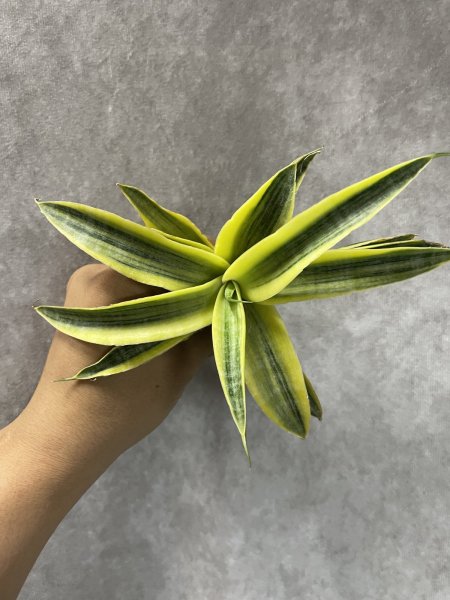 画像2: サイアムゴールド(D.Siam Gold) (2)