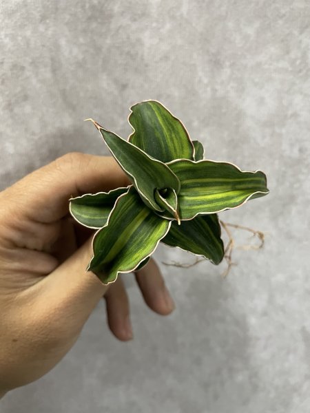 画像2: パウエリー 斑入り(D.powellii variegata) (2)