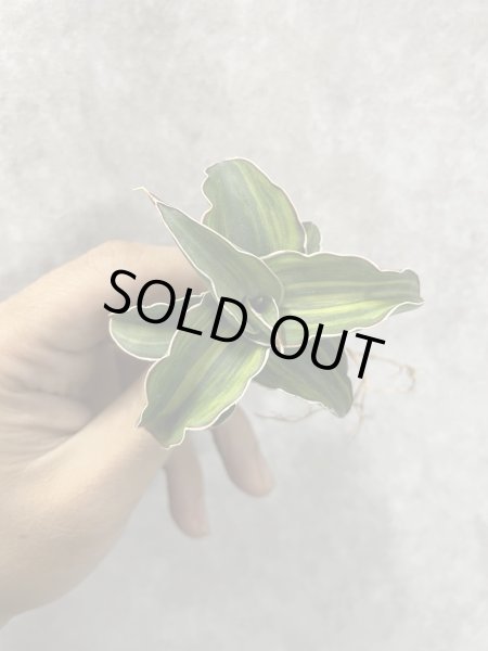 画像2: パウエリー 斑入り(D.powellii variegata) (2)