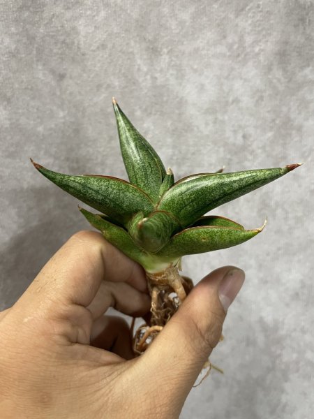 画像3: レニータ(D.Renita) (3)