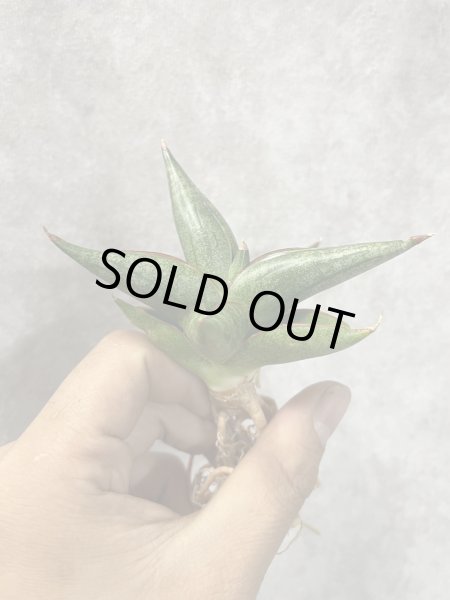 画像3: レニータ(D.Renita) (3)