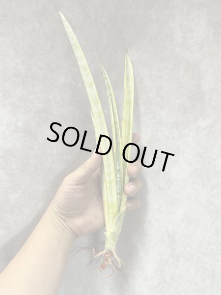 画像1: マダムチャーム(D.Madame Charm) (1)