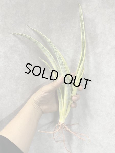 画像1: マダムチャーム(D.Madame Charm) (1)